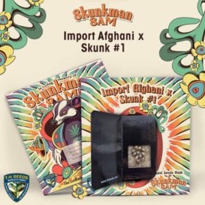 Skunkman Sam - Import AfghanxSkunk#1 by TH Seeds – Skunky – 12/12 Photoperiod – The End of October – image 1 – Seed City