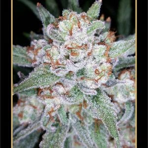 Skystomper by Mephisto Genetics – Female seeds – Mostly Sativa – Indoor – image 1 – Seed City