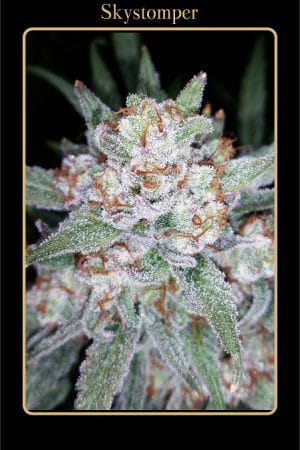 Skystomper