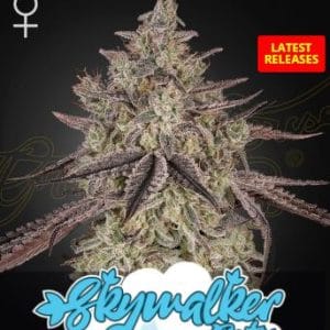 Skywalker Auto cannabis seeds – Super Strength – Indica Dominant – Indoor-friendly – image 1 from Seed City