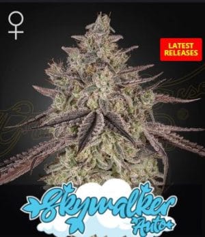 Skywalker Auto