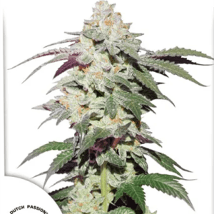 Skywalker Haze from Dutch Passion Seeds