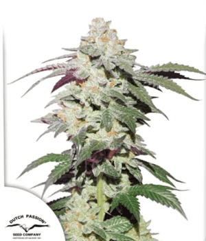 Skywalker Haze