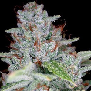 Skywalker Kush
