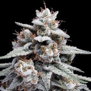 Skywalker Kush Autoflowering