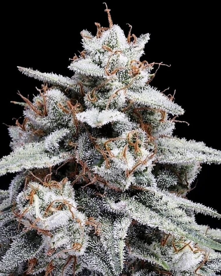 Skywalker Kush Autoflowering by DNA Genetics Seeds – Auto-Flowering – Indica Dominant – Feminized – image 1 – Seed City