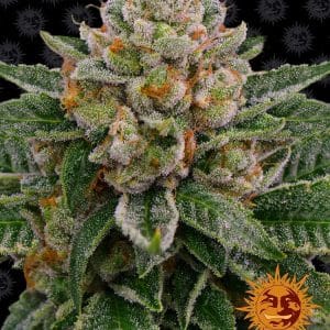 Skywalker OG Auto cannabis seeds – Outdoor cultivation – Indica-heavy – Earthy – image 1 from Seed City
