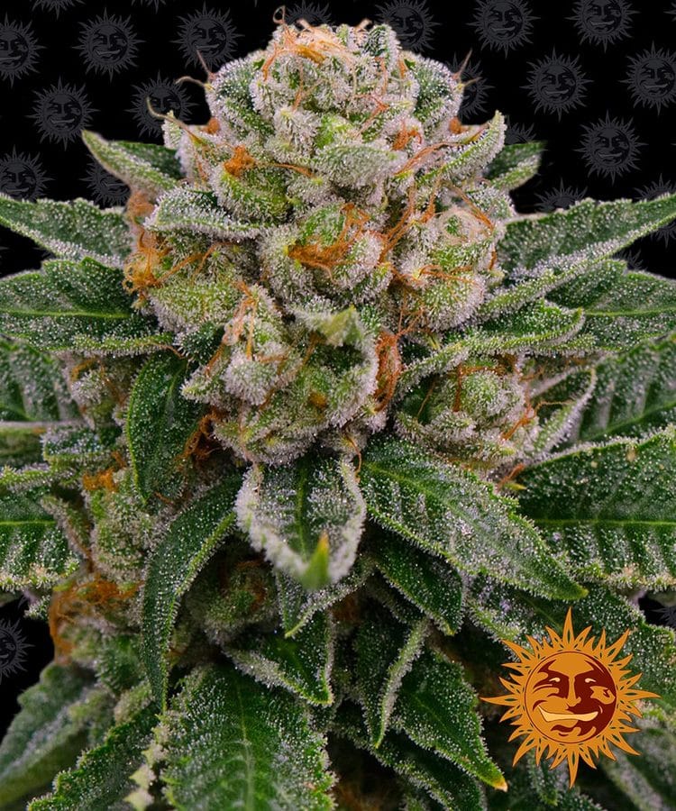Skywalker OG Auto cannabis seeds – Outdoor cultivation – Indica-heavy – Earthy – image 1 from Seed City