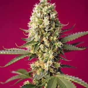Skywalker OG Runtz XL Auto cannabis seeds – Feminized – Spicy – Auto-Flowering – image 1 from Seed City