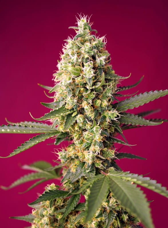 Skywalker OG Runtz XL Auto cannabis seeds – Feminized – Spicy – Auto-Flowering – image 1 from Seed City