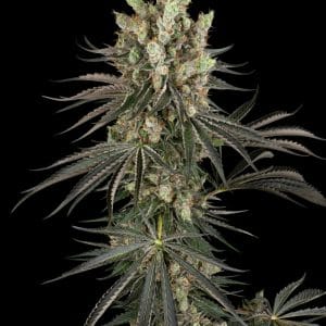 Image 1 of Slam Dank cannabis by Sensi Research Seeds – Berry – High Yielding – Relaxing – Seed City