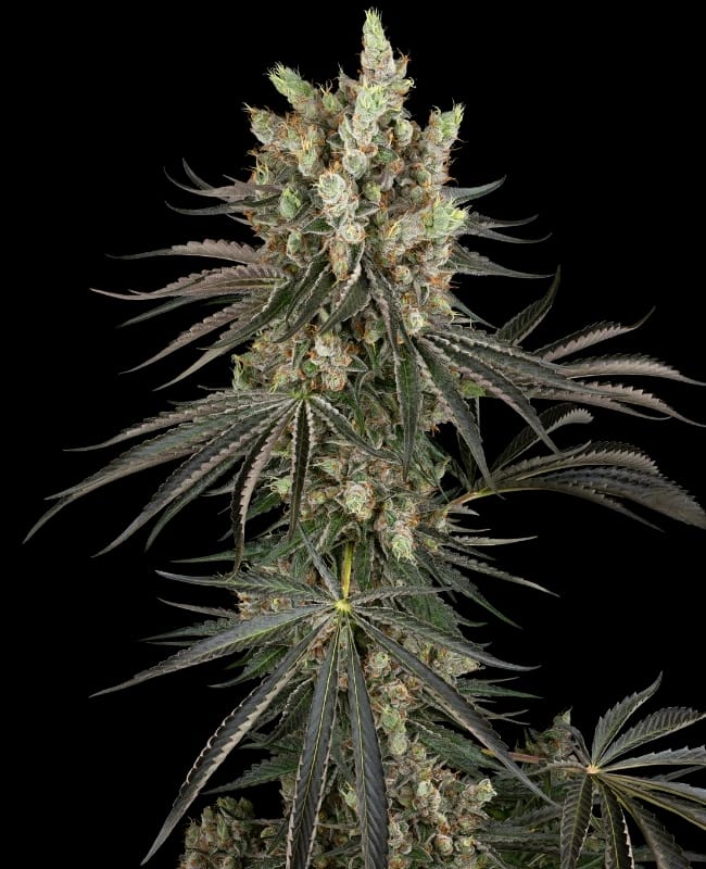 Image 1 of Slam Dank cannabis by Sensi Research Seeds – Berry – High Yielding – Relaxing – Seed City