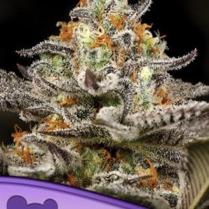 Sleepy Joe cannabis seeds – Body Stone – Citrus – Super Strength – image 1 from Seed City