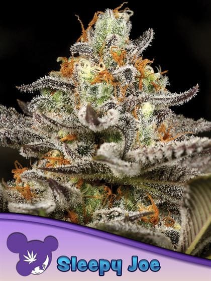 Sleepy Joe cannabis seeds – Body Stone – Citrus – Super Strength – image 1 from Seed City