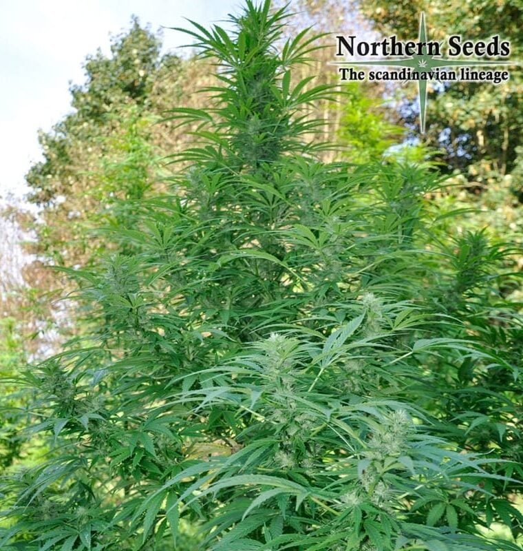 Image 1 of Sleipner cannabis by Northern Seeds – 12/12 Photoperiod – Relaxing – Sweet – Seed City