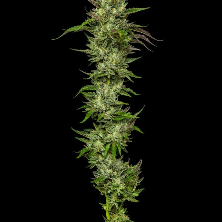 Slightly Stoopid Collie Man Kush cannabis – image 1 – Seed City