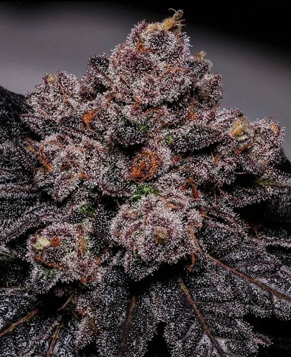 Slime Dessert AKA Baba by Propaganja Seeds – Beginning of October – 12/12 Photoperiod – Outdoor – image 1 – Seed City