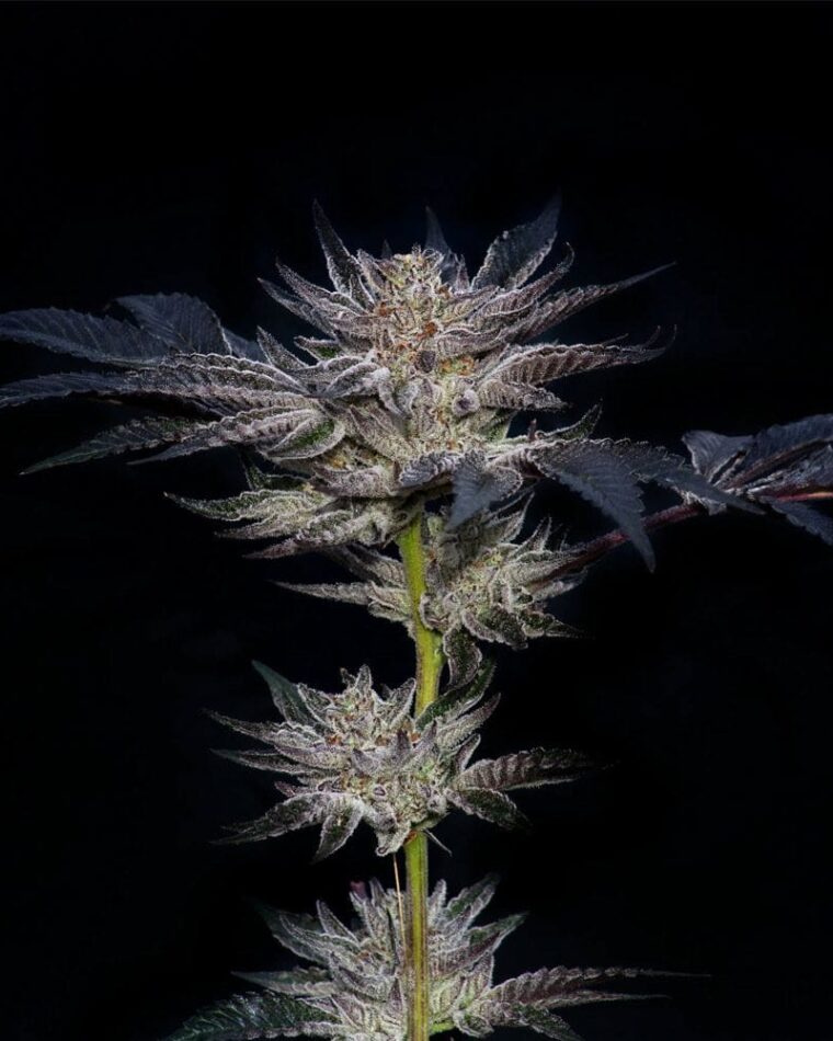 Image 1 of Slipstream cannabis by Compound Genetics – Guaranteed female plants – Outdoor – Large yield – Seed City