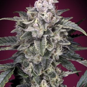 Slurricane by Advanced Seeds – Berry – Outdoor – Indica-heavy – image 1 – Seed City