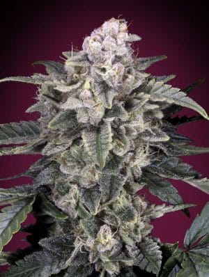 Slurricane