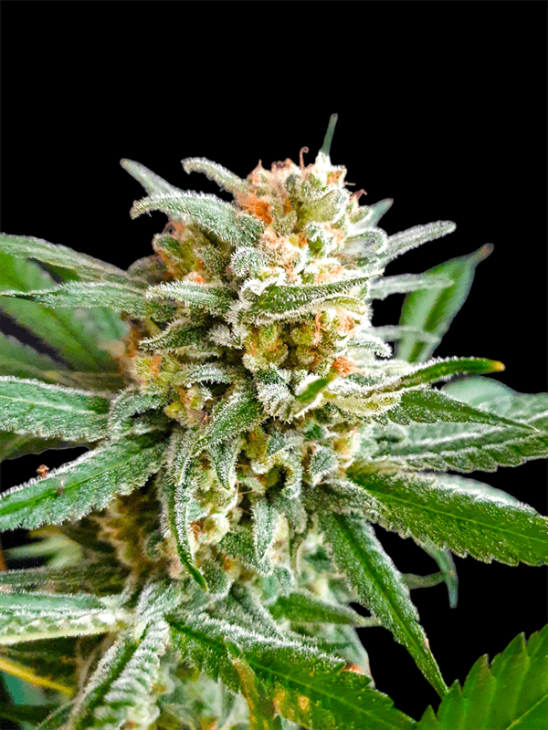 Slurricane cannabis seeds – Super Strength – Guaranteed female plants – Sweet – image 1 from Seed City
