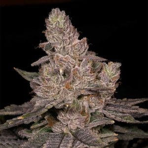 Slurricane by Archive Seeds – 12/12 Photoperiod – Female seeds – Outdoor cultivation – image 1 – Seed City