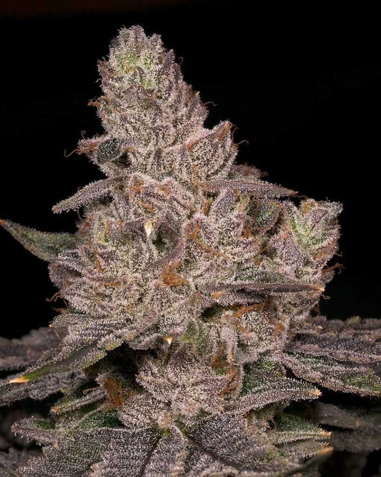 Slurricane by Archive Seeds – 12/12 Photoperiod – Female seeds – Outdoor cultivation – image 1 – Seed City