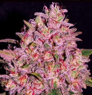 Slurty