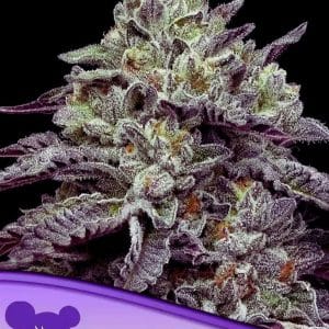 Smashberry Fumez from Anesia Seeds