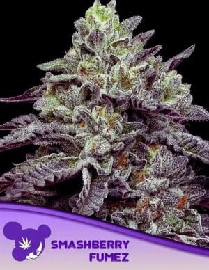 Smashberry Fumez