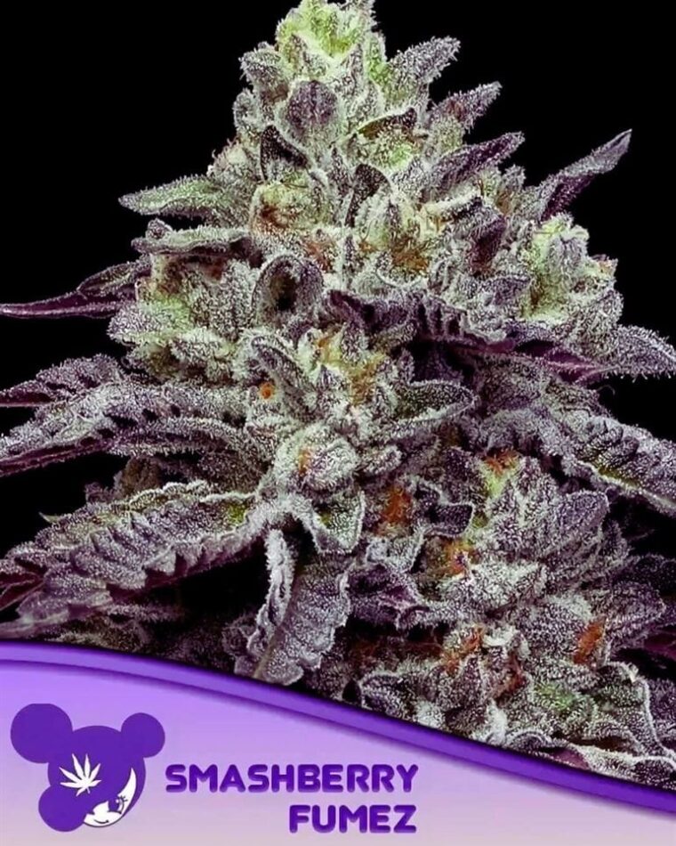 Smashberry Fumez from Anesia Seeds