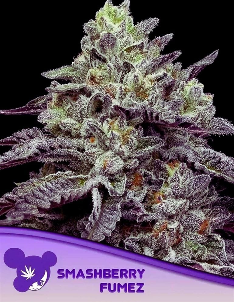 Smashberry Fumez from Anesia Seeds