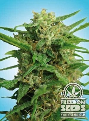 Smokey Bear Auto