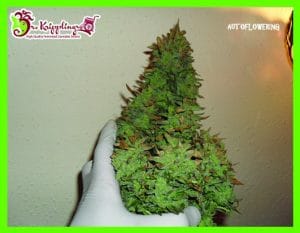 Smokin’ Gun Auto