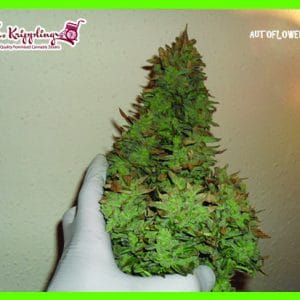 Smokin' Gun Auto cannabis seeds – Auto-Flowering – Guaranteed female plants – Super Strength – image 1 from Seed City