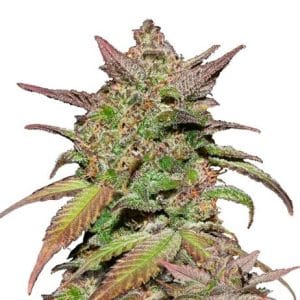 Smoothie Auto
