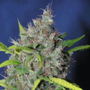 Smurfberry Automatic cannabis seeds – Auto-Flowering – Indoor – Sweet – image 1 from Seed City