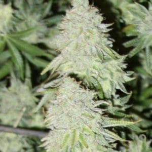 Snapz by Dank Genetics – 12/12 Photoperiod – Regular – High Yielding – image 1 – Seed City