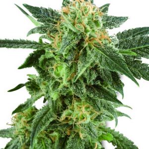 Snow Ryder by White Label Seeds – Body Stone – Indoor – Auto-Flowering – image 1 – Seed City
