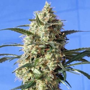 Snow White by Spliff Seeds – High Yielding – 12/12 Photoperiod – Beginning of October – image 1 – Seed City