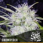 Snowryder from Short Stuff Seeds