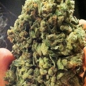 So G Kush cannabis seeds – Good for outdoor grow – Indica Dominant – Regular – image 1 from Seed City