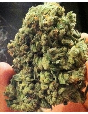 So G Kush