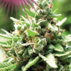 Sol Mate Autoflower by Humboldt Seed Company – Fuel – 50% Indica/50% Sativa – Feminized – image 1 – Seed City