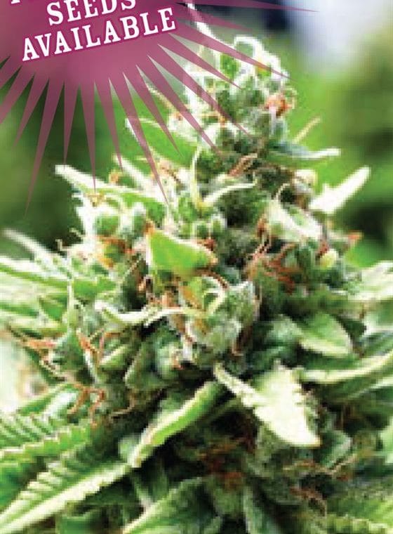 Sol Mate Autoflower by Humboldt Seed Company – Fuel – 50% Indica/50% Sativa – Feminized – image 1 – Seed City
