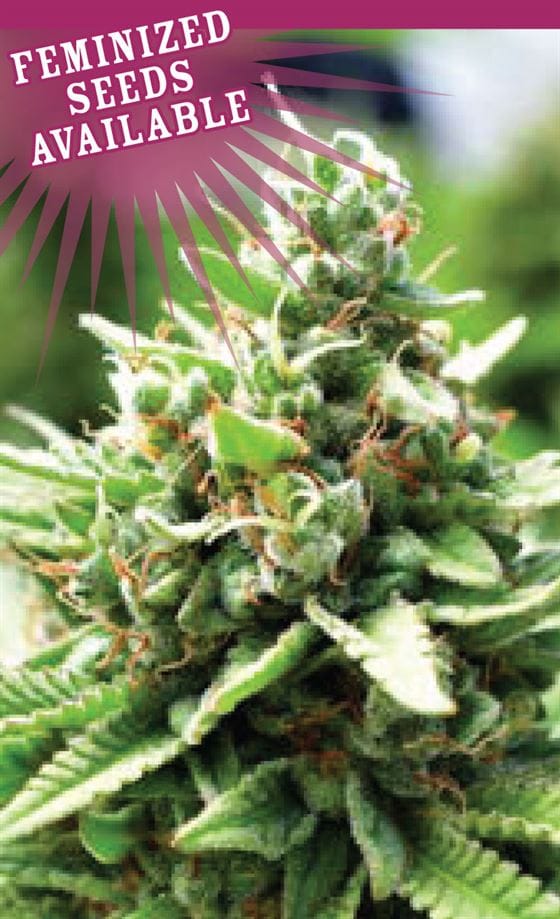 Sol Mate Autoflower by Humboldt Seed Company – Fuel – 50% Indica/50% Sativa – Feminized – image 1 – Seed City