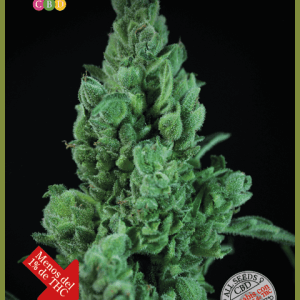 Solodiol CBD Auto cannabis seeds – Herbal – Body Stone – Mostly Sativa – image 1 from Seed City
