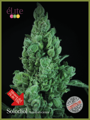 Solodiol CBD Auto