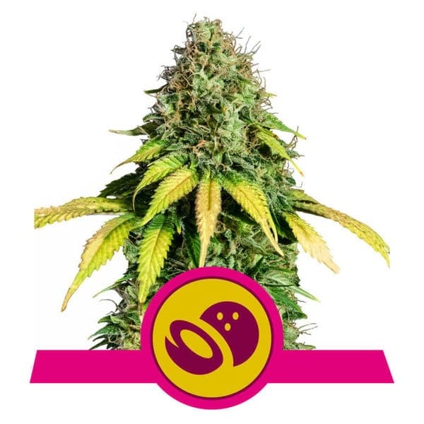 Indica Dominant – Outdoor – High Yielding – Somango XL strain – image 1 – from Royal Queen Seeds via Seed City