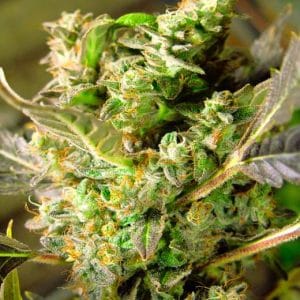Somango XXL Auto